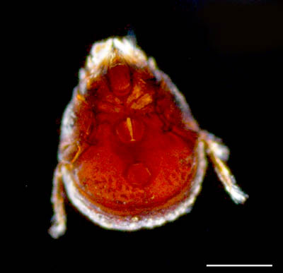 エンマダニ属の1種 （Eupelops sp.）