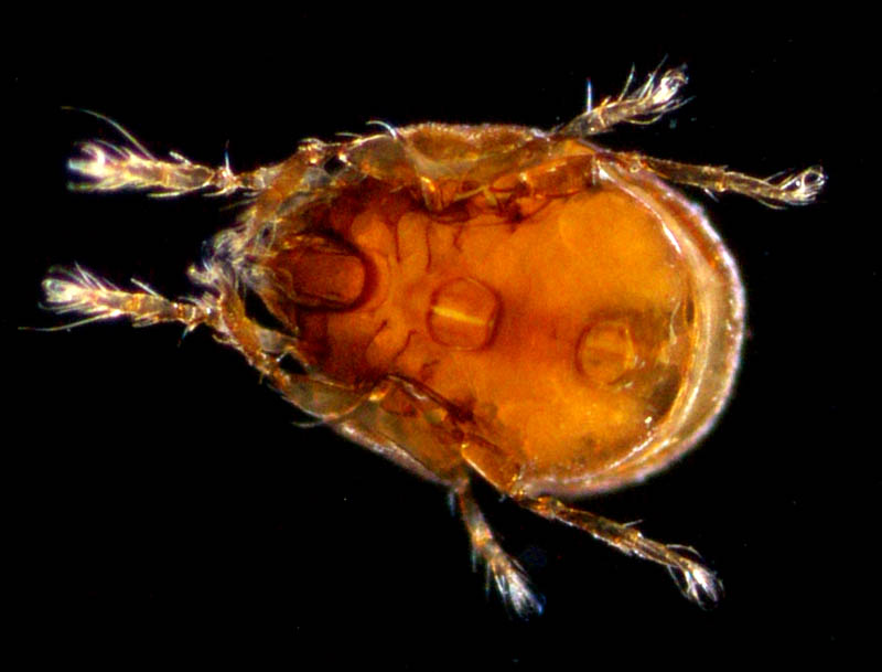 エンマダニ属の1種 （Eupelops sp.）