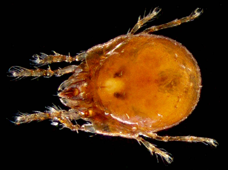 エンマダニ属の1種 （Eupelops sp.）