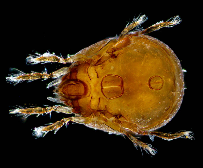 エンマダニ属の1種 （Eupelops sp.）