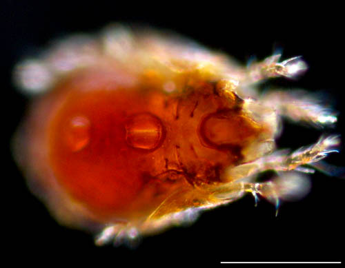 ネンネコダニ属の1種 （Peloptulus sp.）