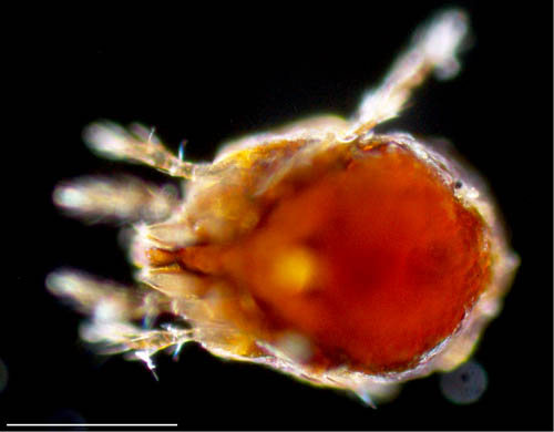 ネンネコダニ属の1種 （Peloptulus sp.）