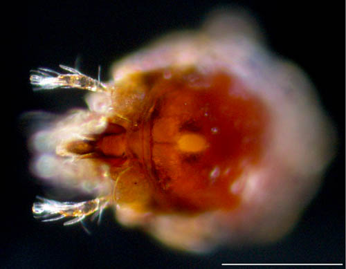 ネンネコダニ属の1種 （Peloptulus sp.）