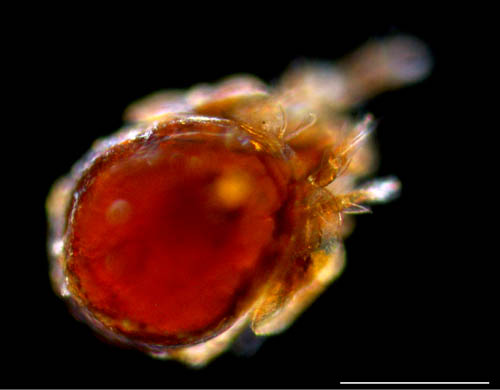 ネンネコダニ属の1種 （Peloptulus sp.）