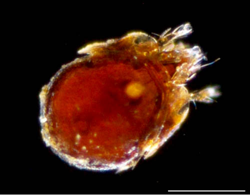 ネンネコダニ属の1種 （Peloptulus sp.）