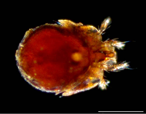 ネンネコダニ属の1種 （Peloptulus sp.）