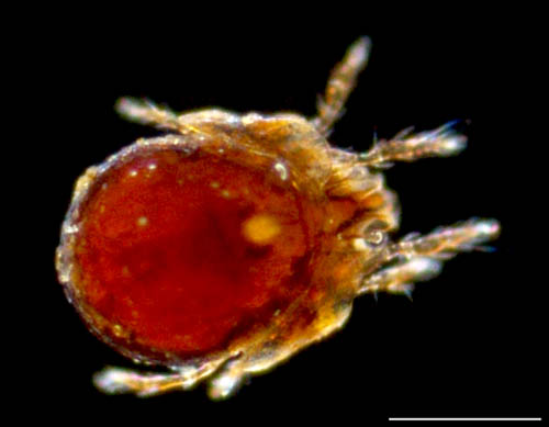 ネンネコダニ属の1種 （Peloptulus sp.）