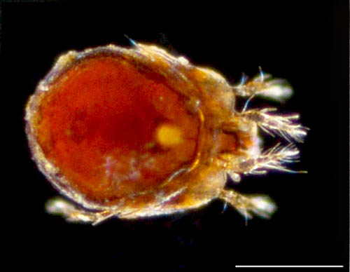 ネンネコダニ属の1種 （Peloptulus sp.）