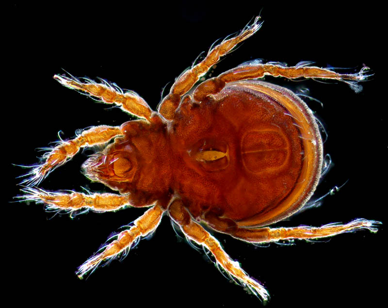 ヤマトクモスケダニ（Eremobelba japonica）