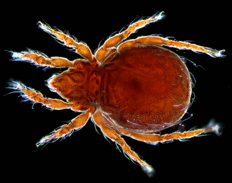 ヤマトクモスケダニ（Eremobelba japonica）