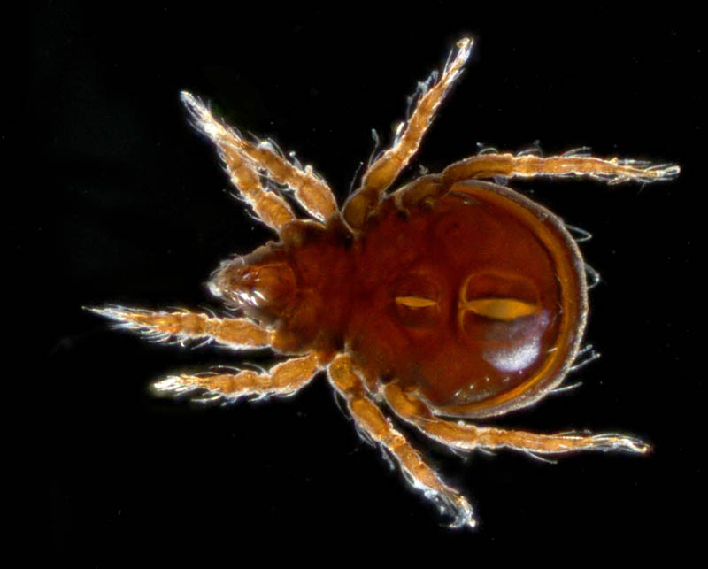ヤマトクモスケダニ（Eremobelba japonica）