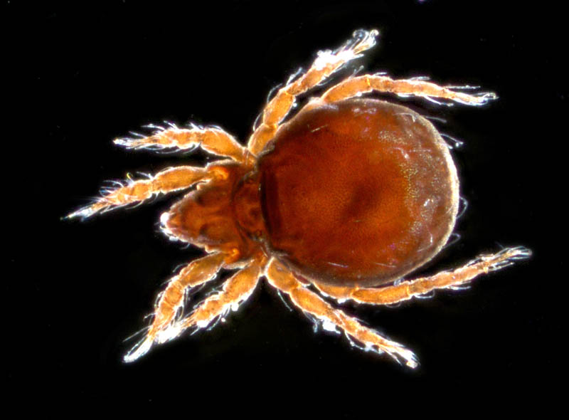 ヤマトクモスケダニ（Eremobelba japonica）