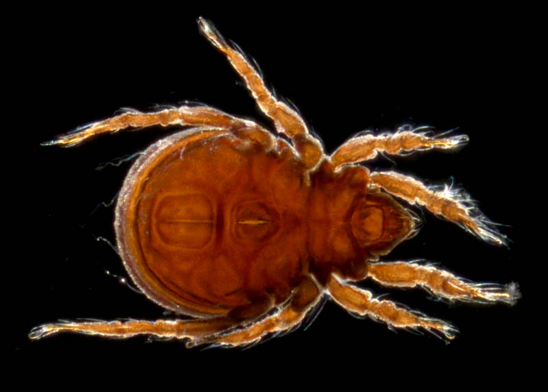 ヤマトクモスケダニ（Eremobelba japonica）