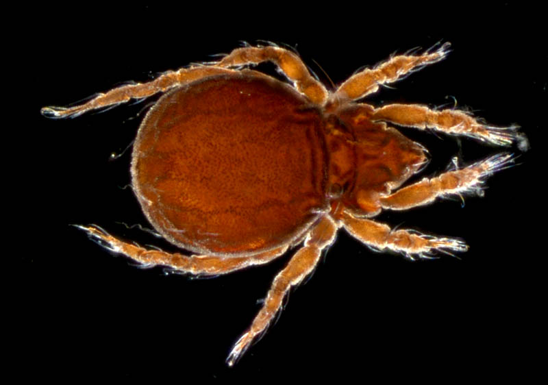 ヤマトクモスケダニ（Eremobelba japonica）