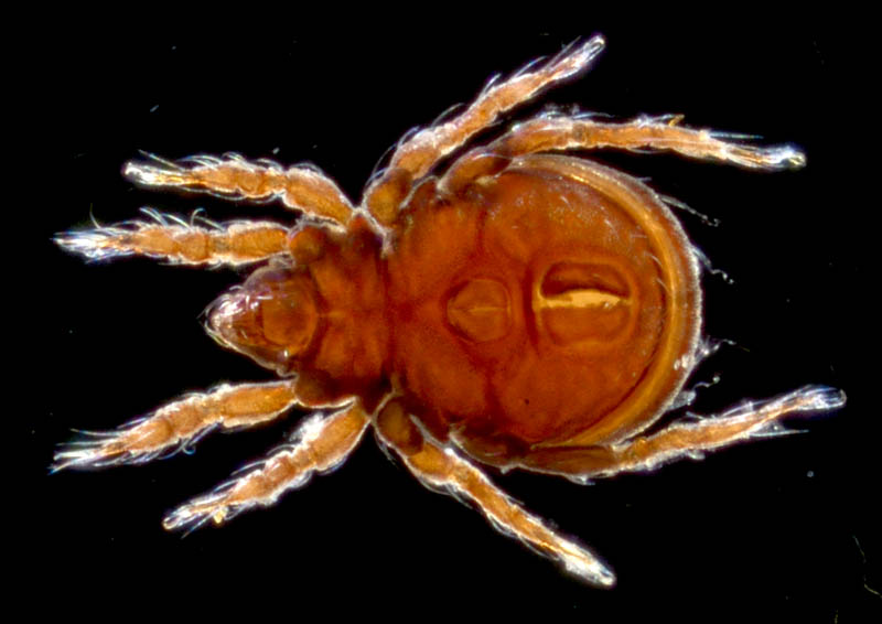 ヤマトクモスケダニ（Eremobelba japonica）