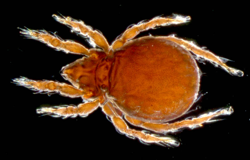 ヤマトクモスケダニ（Eremobelba japonica）