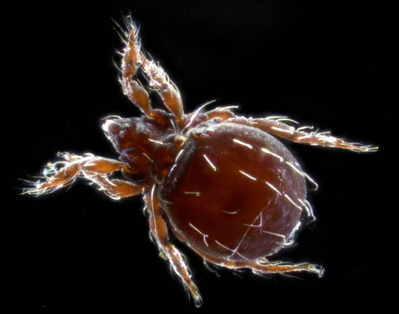 ヤマトクモスケダニ（Eremobelba japonica）