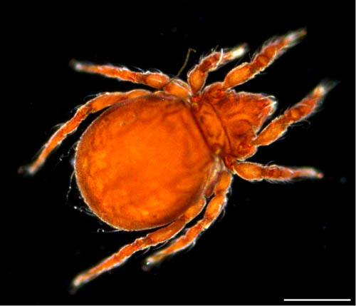 ヤマトクモスケダニ（Eremobelba japonica）