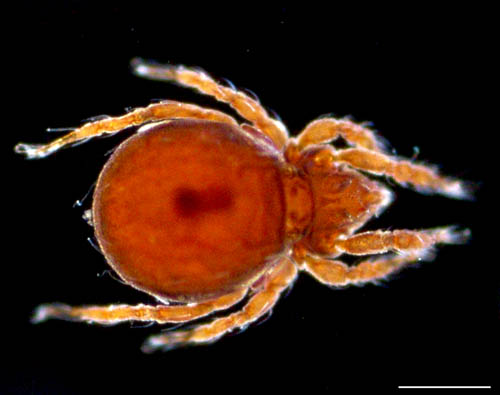 ヤマトクモスケダニ（Eremobelba japonica）