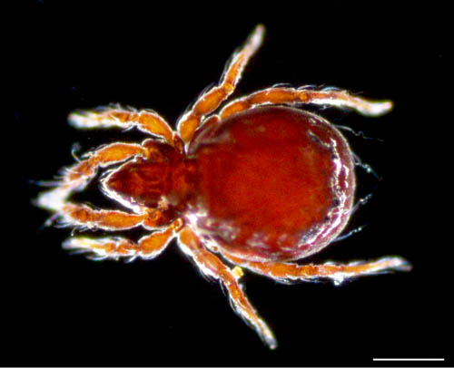 ヤマトクモスケダニ（Eremobelba japonica）