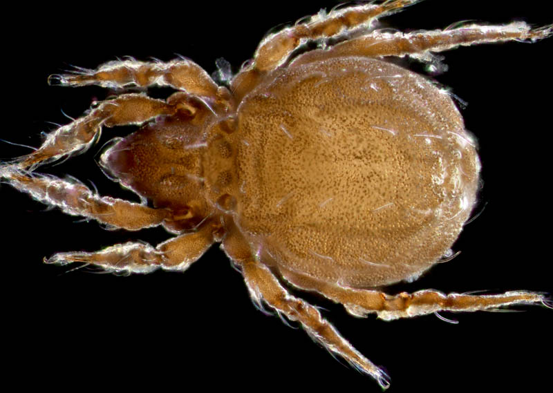 ヤマトクモスケダニ（Eremobelba japonica）