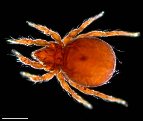 ヤマトクモスケダニ（Eremobelba japonica）