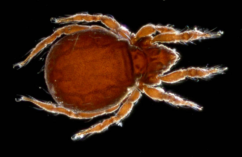 ヤマトクモスケダニ（Eremobelba japonica）