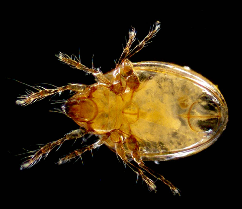 ツヤタマゴダニ科(Liacaridae)の1種