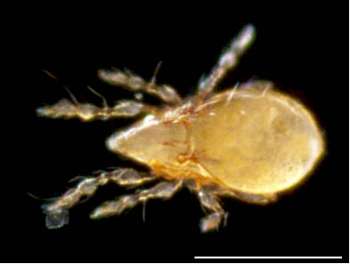 ナミツブダニ属の１種 (Oppiella sp.)