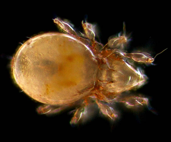 ナミツブダニ属の１種 (Oppiella sp.)