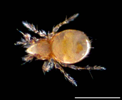 ツブダニ科(Oppiidae)の１種