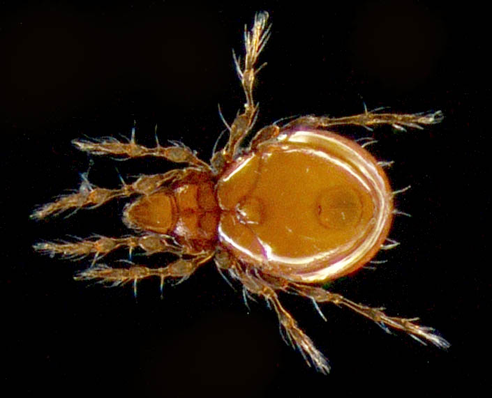 ツブダニ科(Oppiidae)の１種