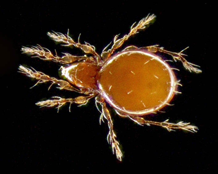 ツブダニ科(Oppiidae)の１種