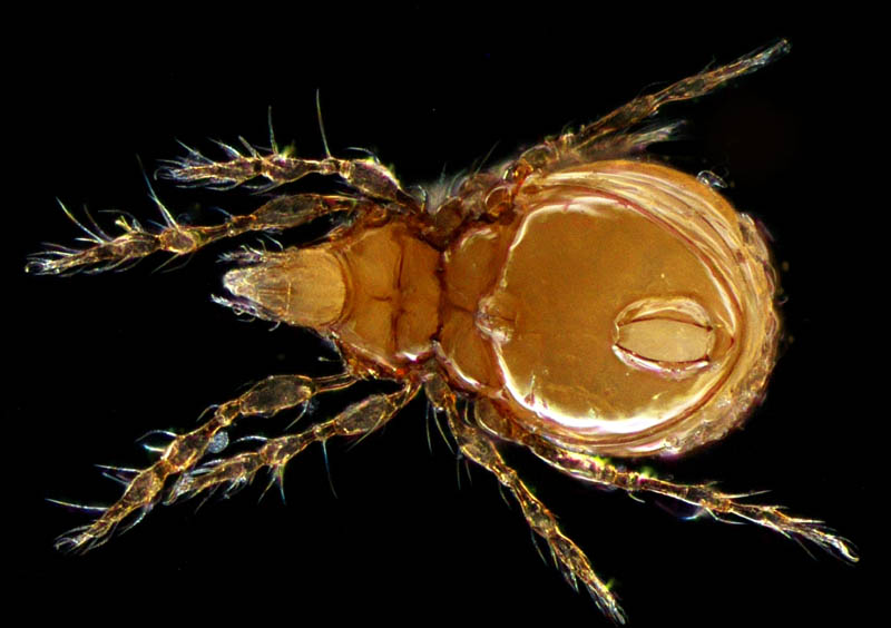ツブダニ科(Oppiidae)の１種