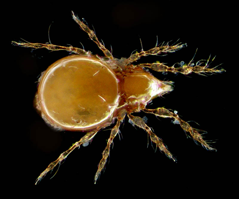 ツブダニ科(Oppiidae)の１種