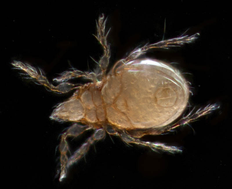 ツブダニ科(Oppiidae)の１種