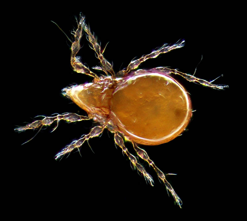 ツブダニ科(Oppiidae)の１種