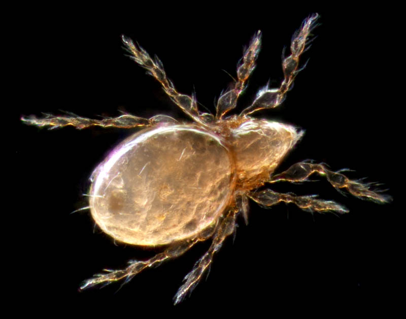 ツブダニ科(Oppiidae)の１種