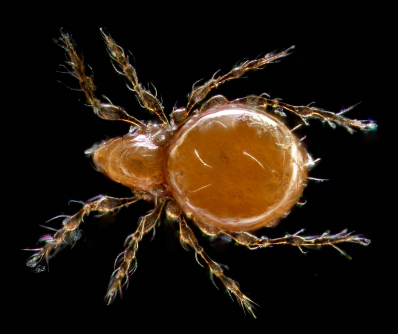 ツブダニ科(Oppiidae)の１種