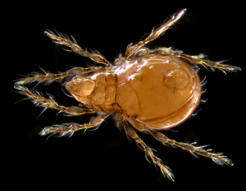 ツブダニ科(Oppiidae)の１種