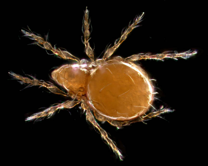 ツブダニ科(Oppiidae)の１種