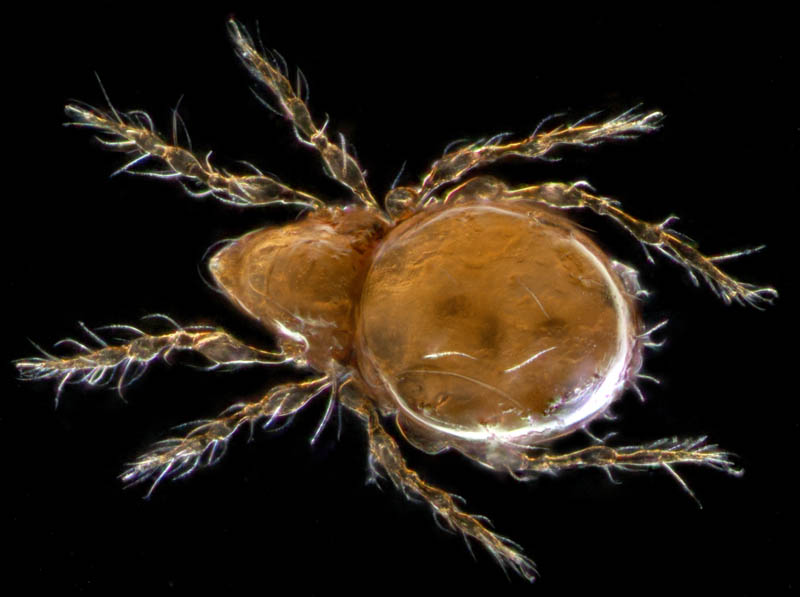 ツブダニ科(Oppiidae)の１種