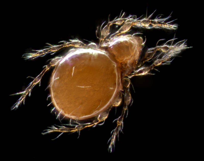 ツブダニ科(Oppiidae)の１種