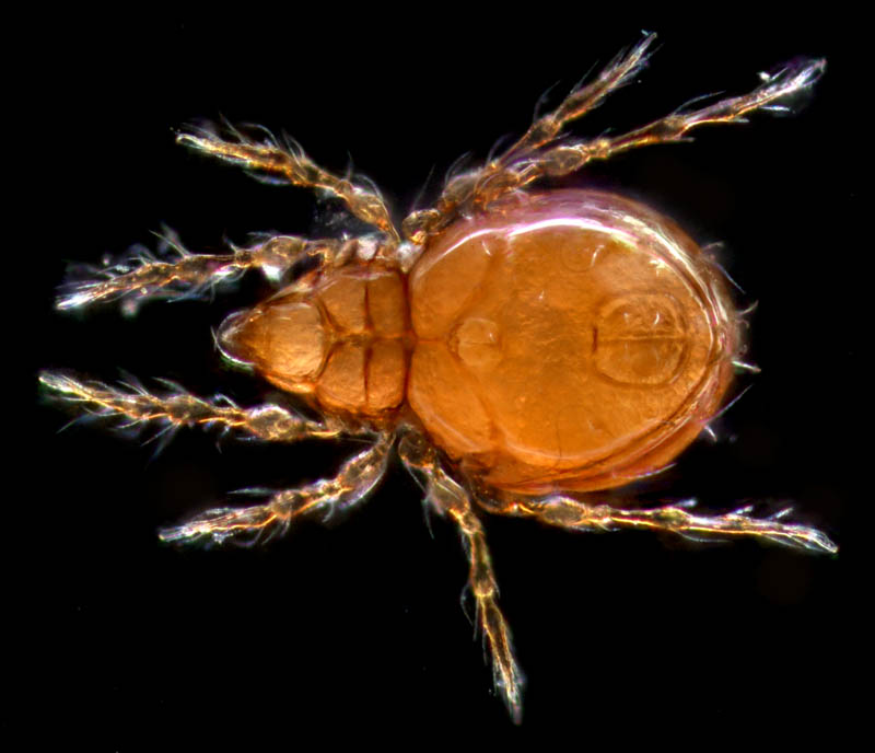 ツブダニ科(Oppiidae)の１種