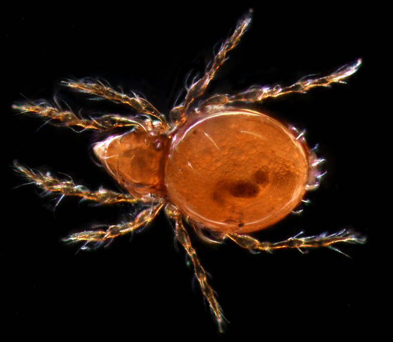 ツブダニ科(Oppiidae)の１種