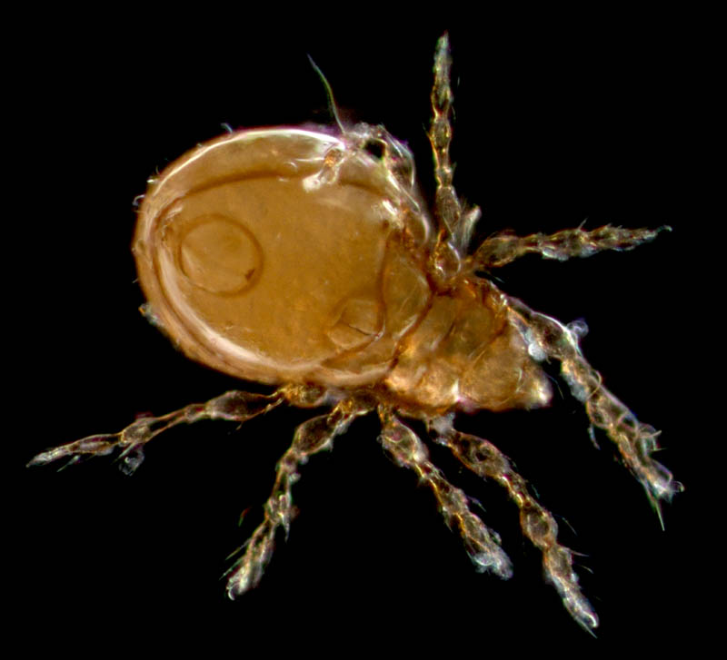 ツブダニ科(Oppiidae)の１種