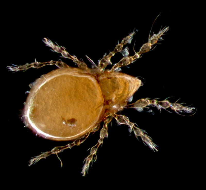 ツブダニ科(Oppiidae)の１種