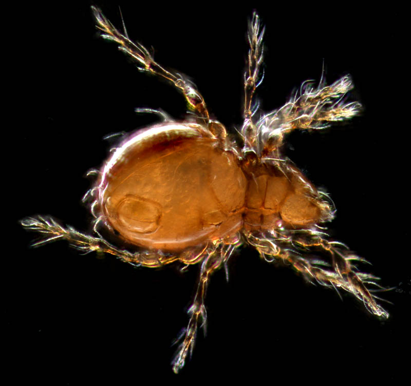 ツブダニ科(Oppiidae)の１種