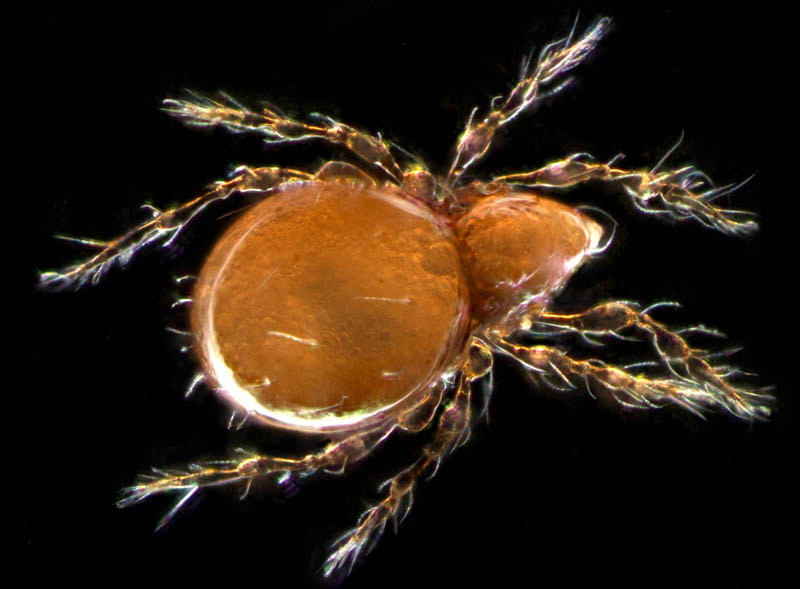 ツブダニ科(Oppiidae)の１種