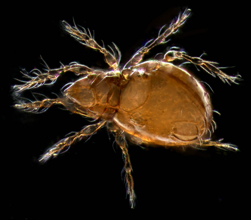 ツブダニ科(Oppiidae)の１種